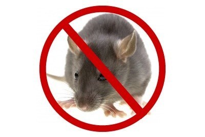 Roanoke Rat Control